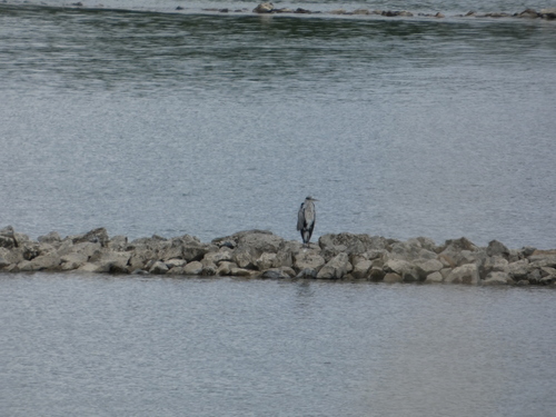 iNaturalist image
