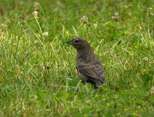Brown-headed Cowbird