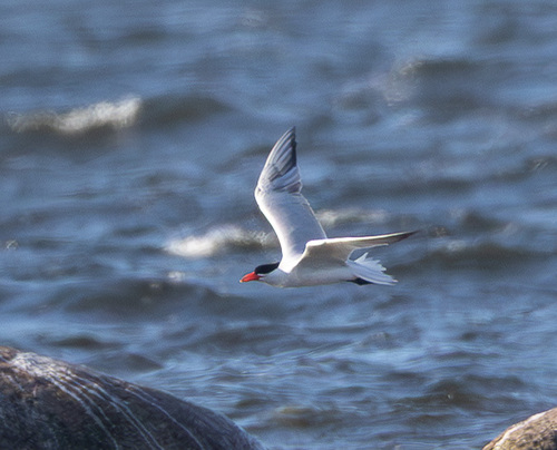 iNaturalist: (c) Сергей Красноперов, some rights reserved (CC BY-NC), uploaded by Сергей Красноперов iNaturalist image