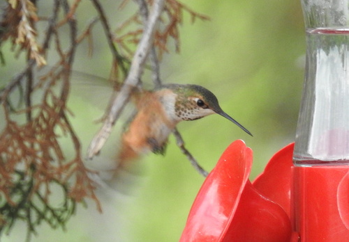 Rufous Hummingbird