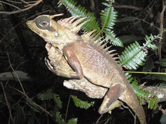 Acanthosaura nataliae