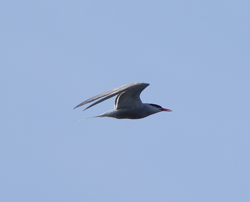 iNaturalist image