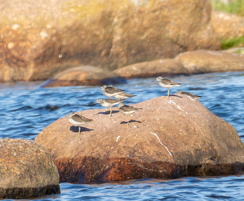 iNaturalist: (c) Сергей Красноперов, some rights reserved (CC BY-NC), uploaded by Сергей Красноперов iNaturalist image