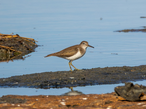 iNaturalist image