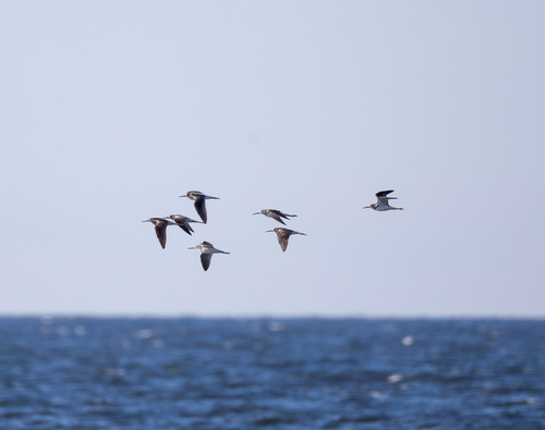 iNaturalist image