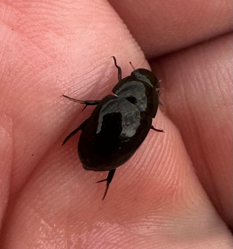Tropisternus affinis