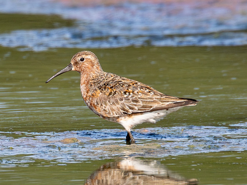 iNaturalist image