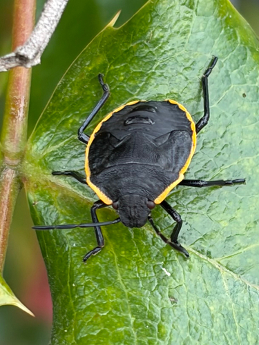 Chlorochroa