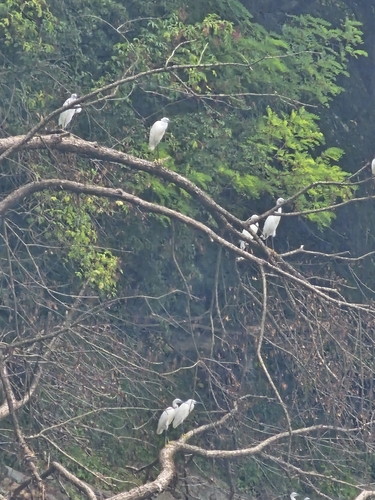 iNaturalist image