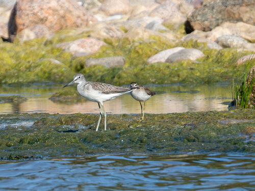 iNaturalist image