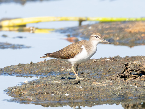 iNaturalist: (c) Сергей Красноперов, some rights reserved (CC BY-NC), uploaded by Сергей Красноперов iNaturalist image