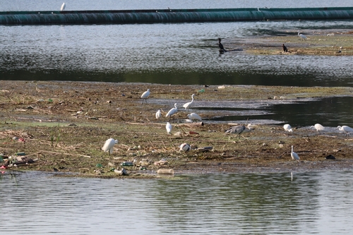 Little Egret