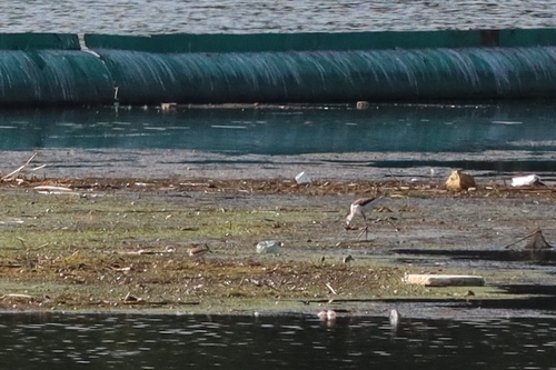 Common Greenshank
