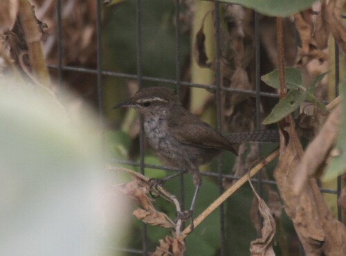 Bewick's Wren · Saltapared Cola Larga