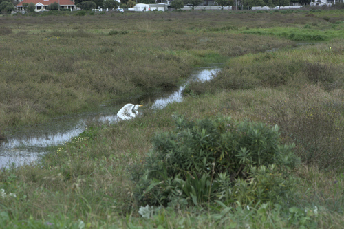 iNaturalist image