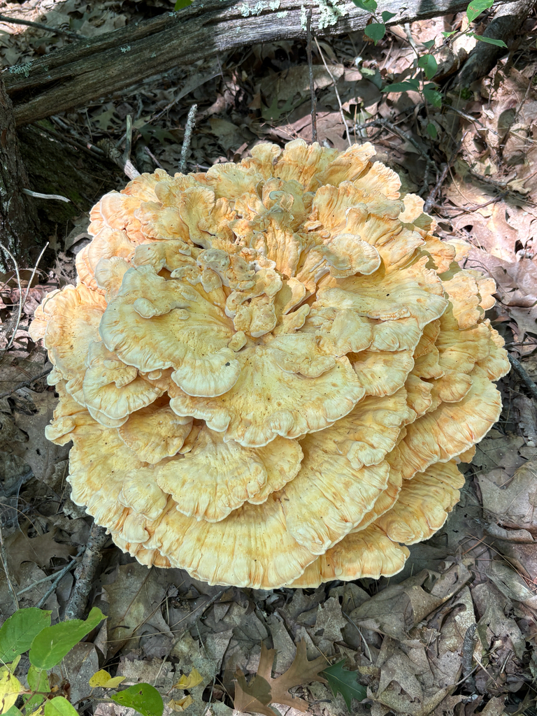 White-pored Chicken of the Woods · July 2026 · photo: Photo: no rights reserved · iNaturalist
