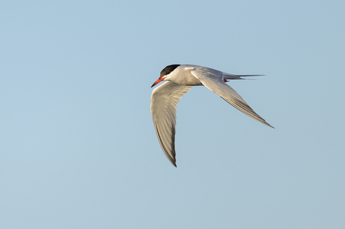 iNaturalist image