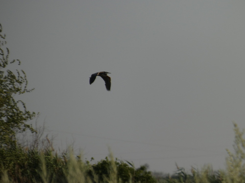 iNaturalist image