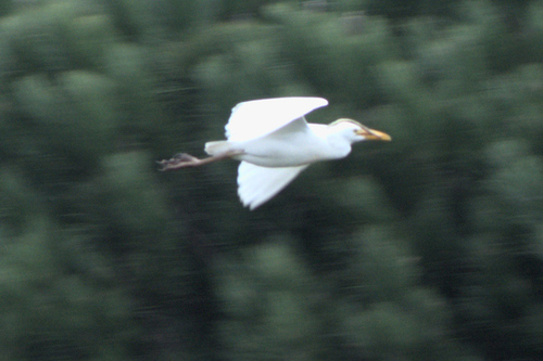 iNaturalist: (c) Heather and Andrew Hodgson, some rights reserved (CC BY-NC), uploaded by Heather and Andrew Hodgson iNaturalist image