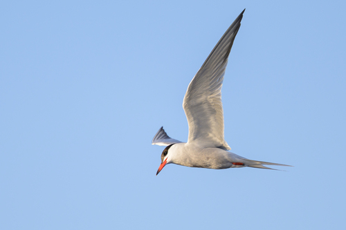 iNaturalist: (c) Stephen John Davies, some rights reserved (CC BY-NC), uploaded by Stephen John Davies iNaturalist image