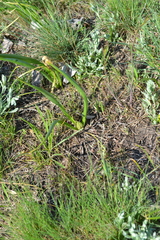 Colchicum bulbocodium versicolor
