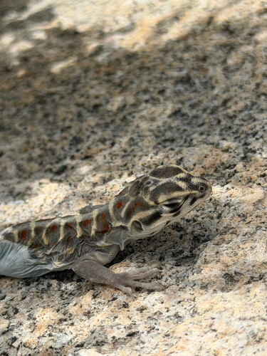 iNaturalist observation photo of Long-nosed Leopard Lizard