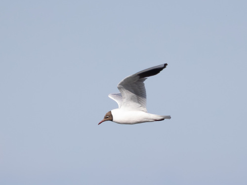iNaturalist image