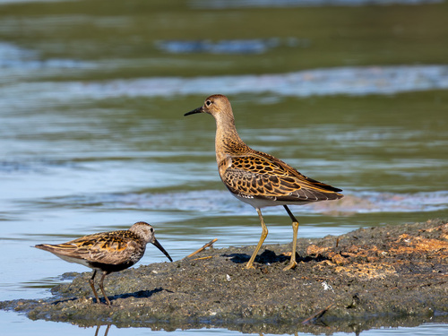 iNaturalist: (c) Сергей Красноперов, some rights reserved (CC BY-NC), uploaded by Сергей Красноперов iNaturalist image