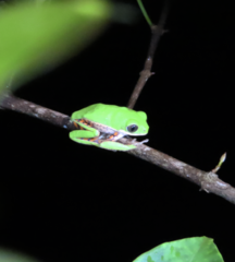 Pithecopus hypochondrialis