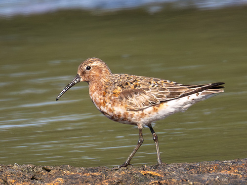 iNaturalist image