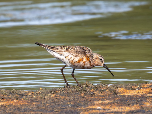 iNaturalist image