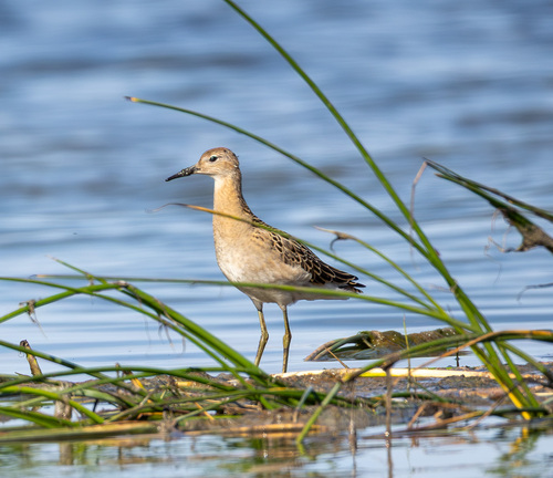 iNaturalist: (c) Сергей Красноперов, some rights reserved (CC BY-NC), uploaded by Сергей Красноперов iNaturalist image