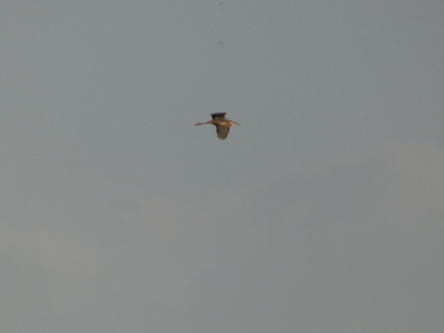 iNaturalist image