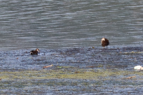 Eurasian Common Moorhen