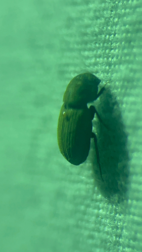 Ataenius imbricatus