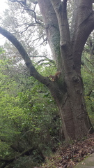 Sciurus niger