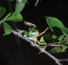 Pithecopus hypochondrialis