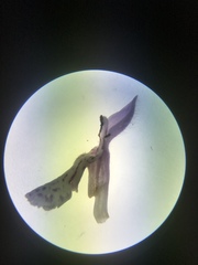 Stachys rigida quercetorum