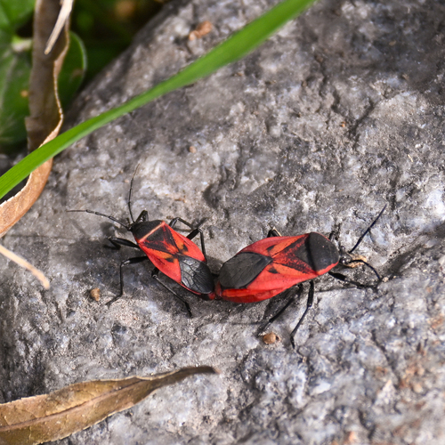 Largus rufipennis