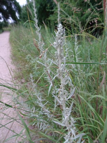 Silver Wormwood