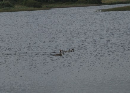 iNaturalist image