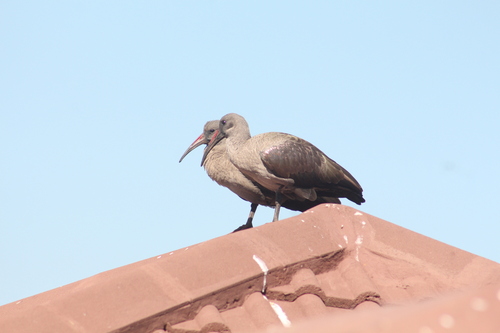 iNaturalist image
