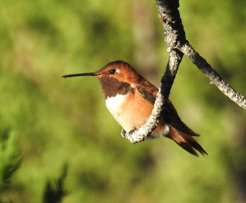 Rufous Hummingbird