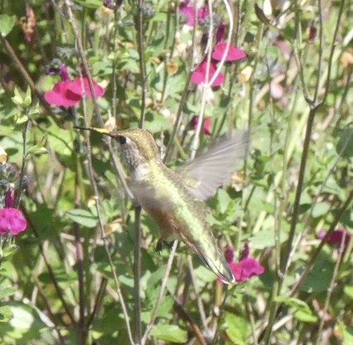 Rufous Hummingbird