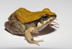 Physalaemus centralis