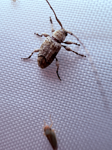 Sternidius mimeticus