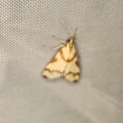 Rufous-banded Crambid Moth