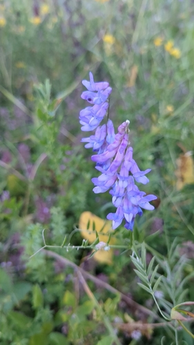tufted vetch