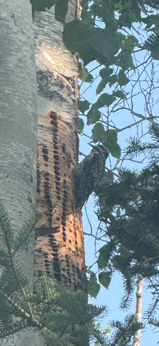 Yellow-bellied Sapsucker