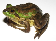 Pseudis bolbodactyla